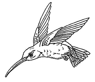Free Hummingbird Clipart Black And White, Download Free Hummingbird ...