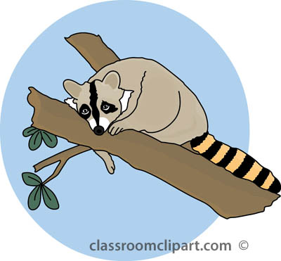 Raccoon Clipart