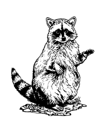 raccoon black and white clipart - Clip Art Library