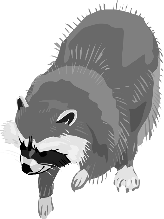 clip art png transparent raccoon transparent background - Clip Art Library