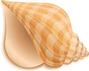 Seashell Clipart