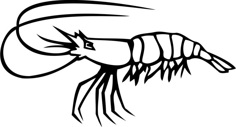 Free Shrimp Clipart Black And White, Download Free Shrimp Clipart Black ...
