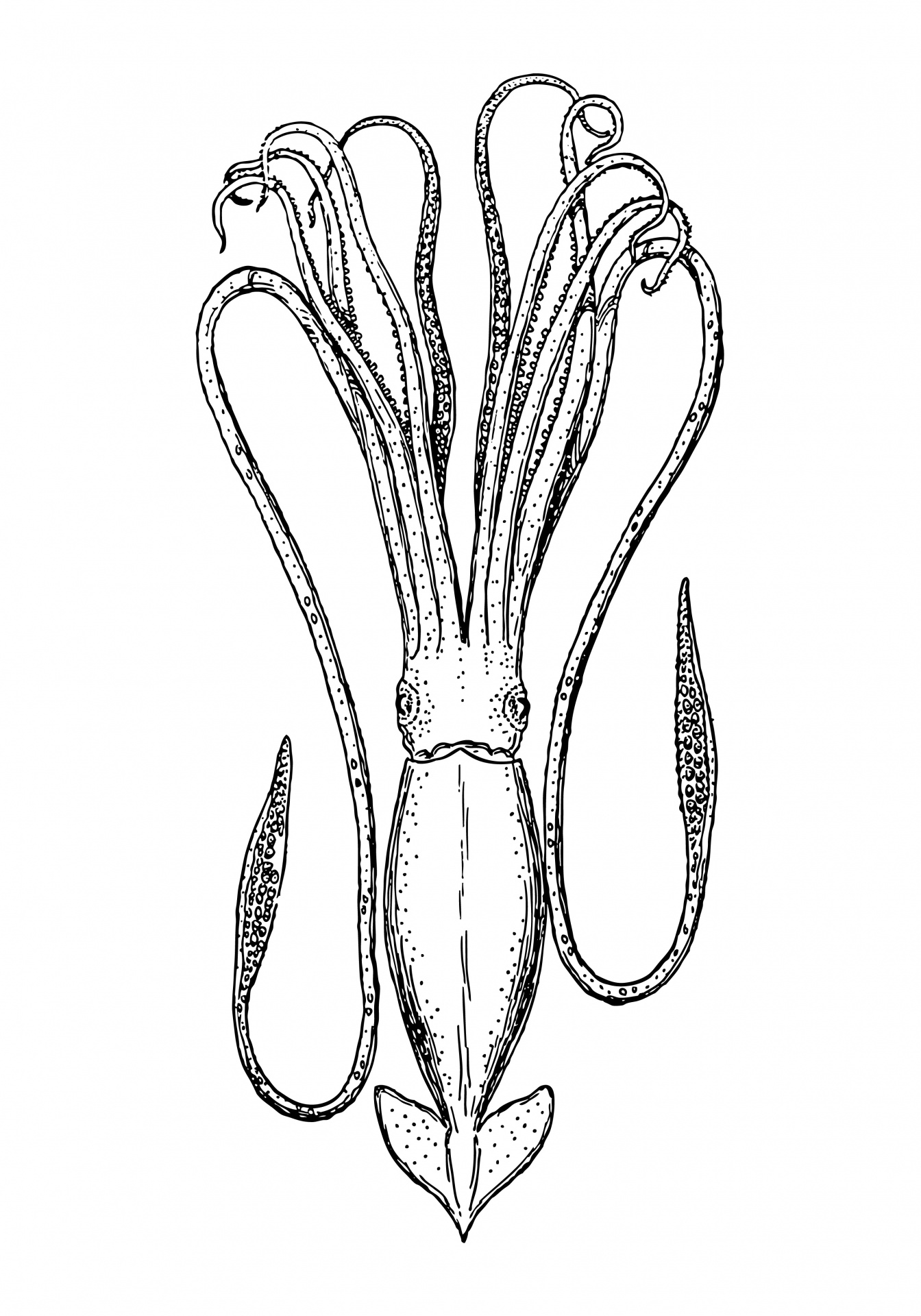 Squid Clipart