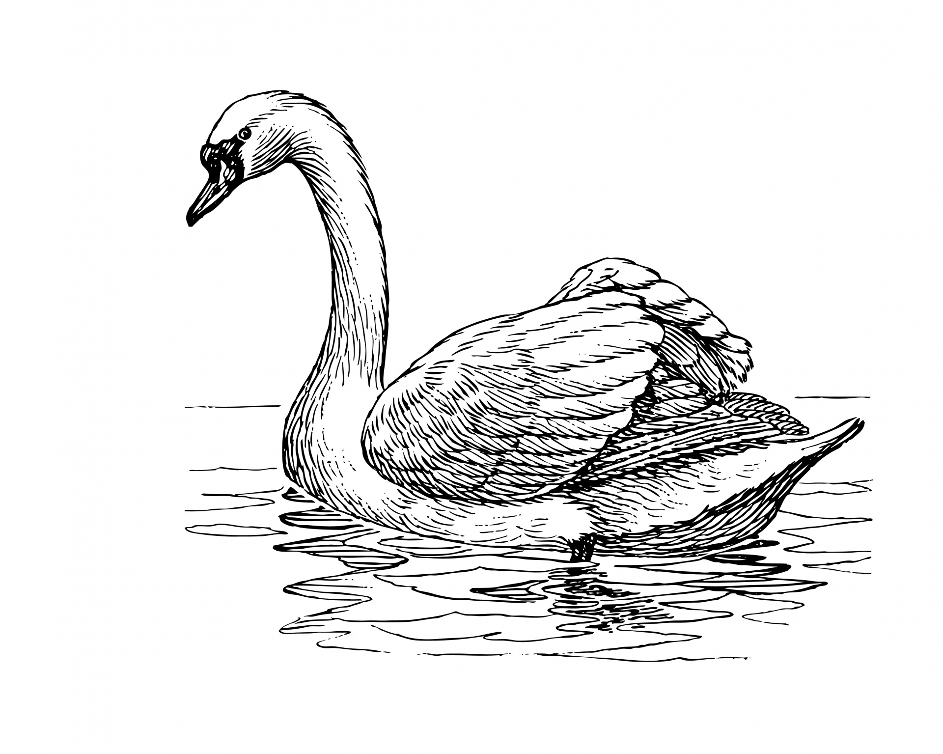 Swan clipart illustration free pictures