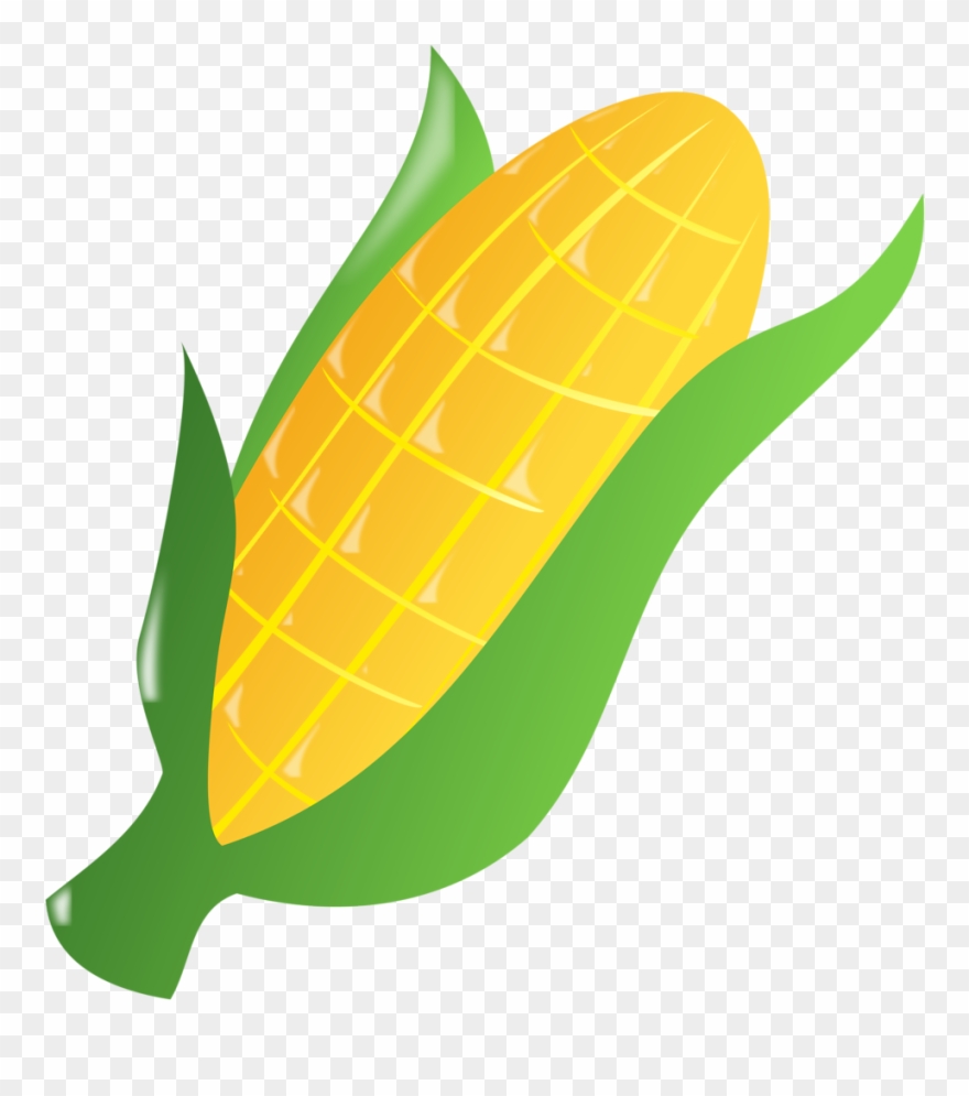 ear of corn clipart