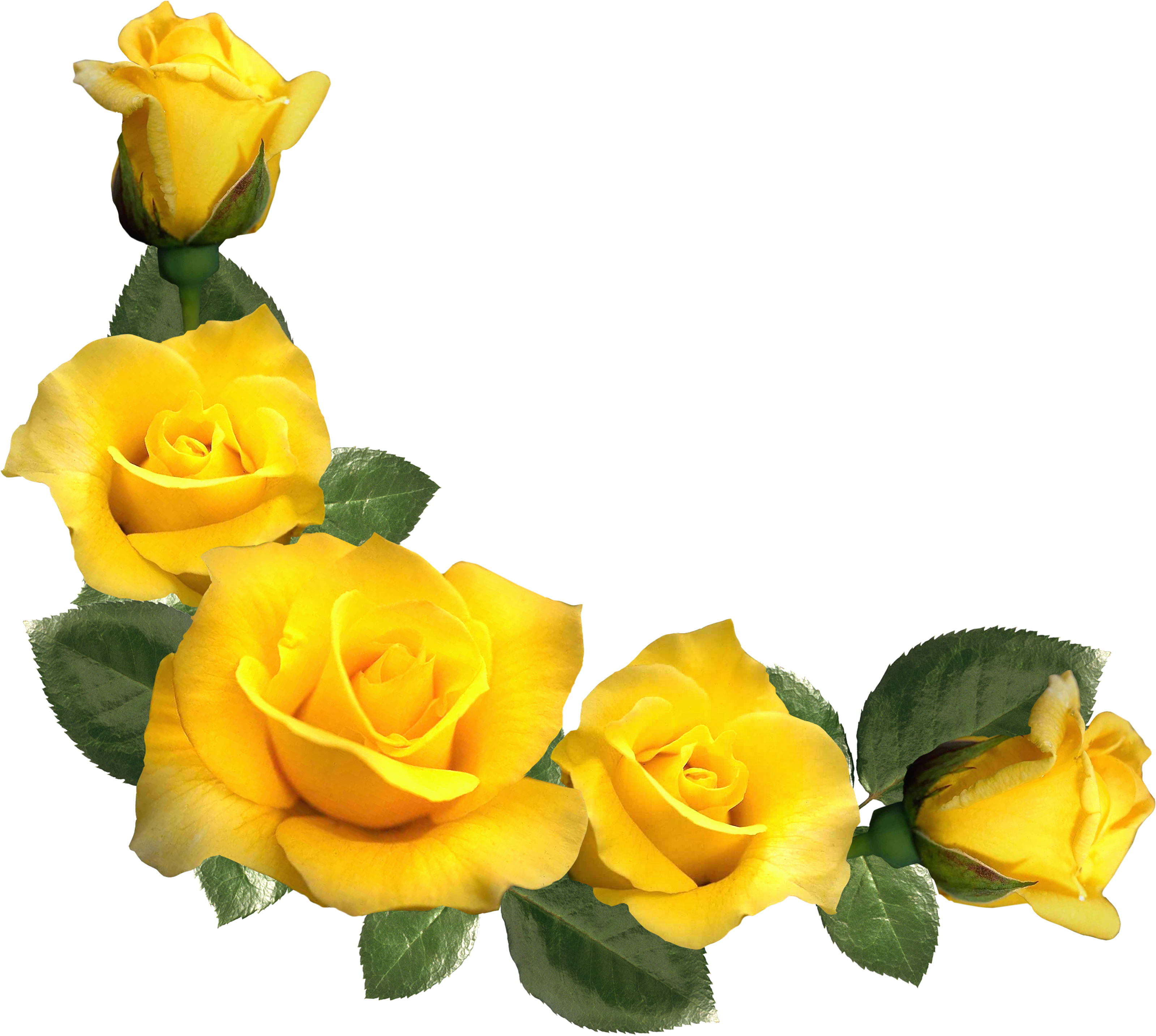 Yellow Rose Floral Border Png 1 Png Image - vrogue.co
