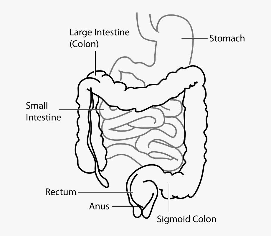 Draw a diagram of small intestine  Science  Life Processes  10239197   Meritnationcom