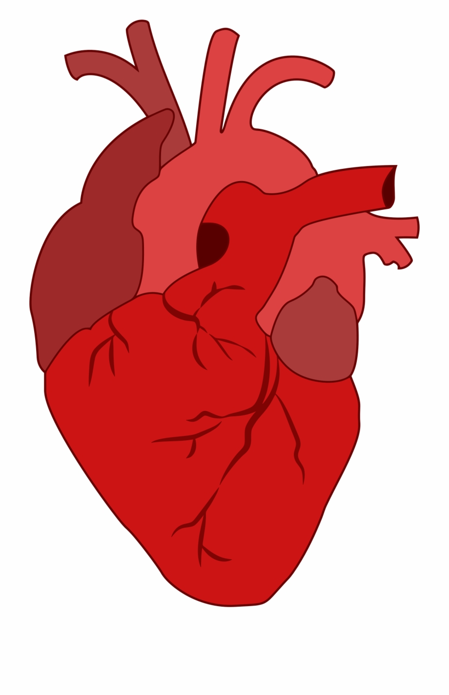 clipart realistic heart - Clip Art Library