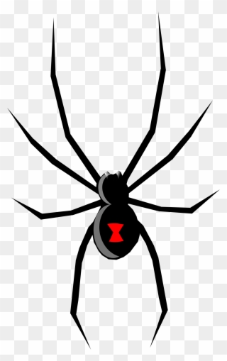 Black widow spider with red hourglass marking on abdomen, black body, and long legs on transparent background