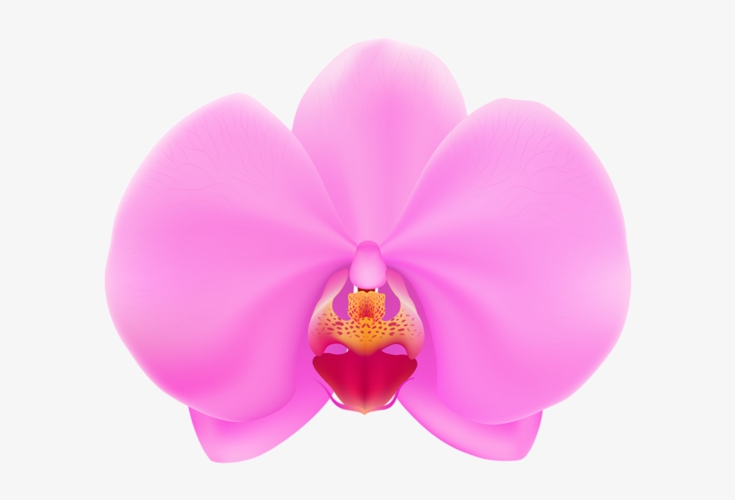 Pink orchid flower with delicate petals and vibrant center