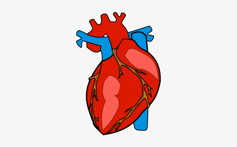 clipart image of human heart - Clip Art Library