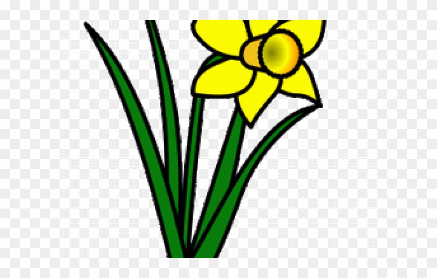 daffodils clipart