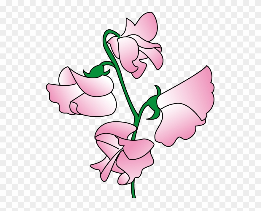 sweet pea cliparts