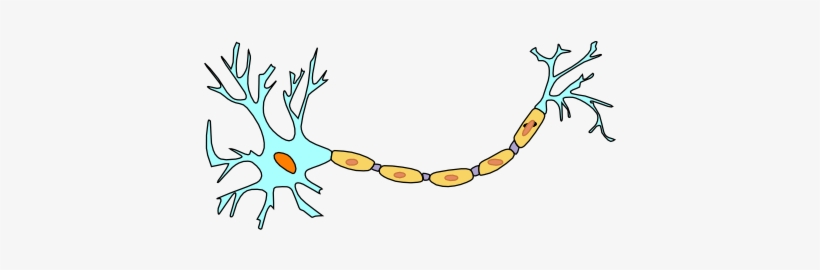 neuron clip art