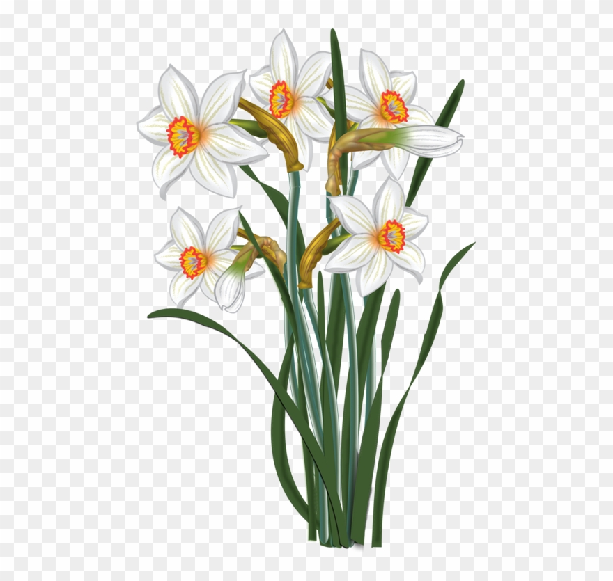 White daffodils with yellow and orange centers, green stems, and leaves on a transparent background.