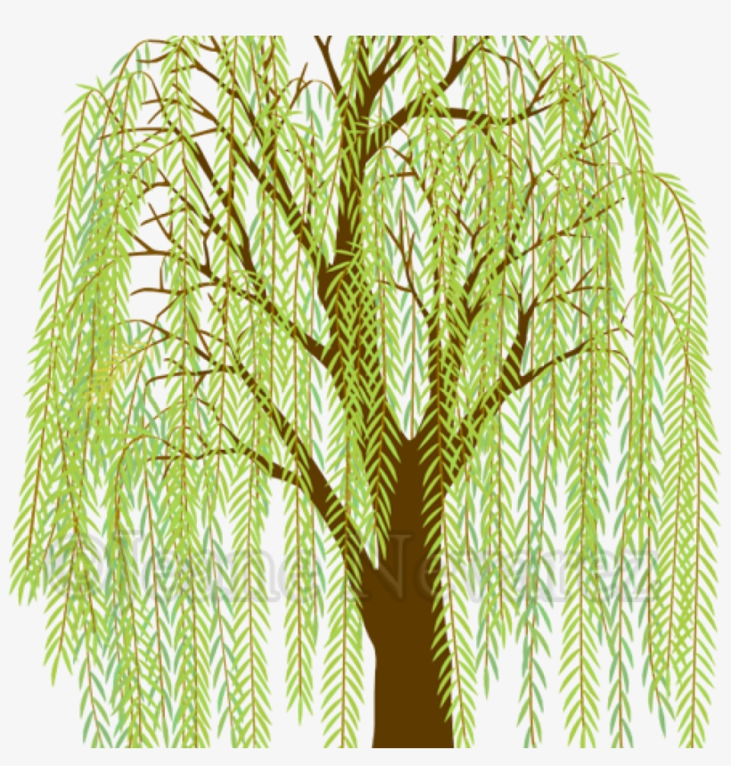 A stylized illustration of a weeping willow tree with drooping branches and green leaves.