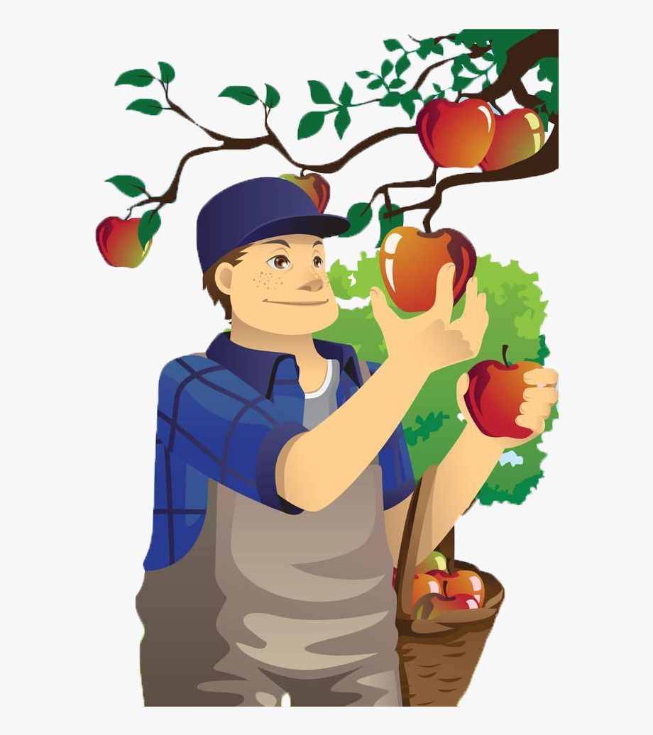 С яблони сорвать яблоко. Яблоня и садовник. Человек собирает яблоки. Сбор урожая яблок. Садовник в саду с яблоней.