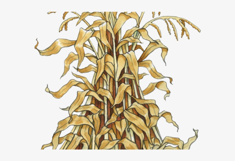 Free Cornstalk Clipart Download Free Cornstalk Clipart Png Images