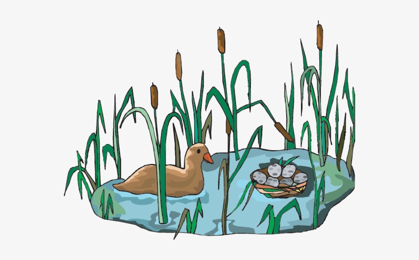 Discover The Beauty Of Wetlands With Wetlands Cliparts
