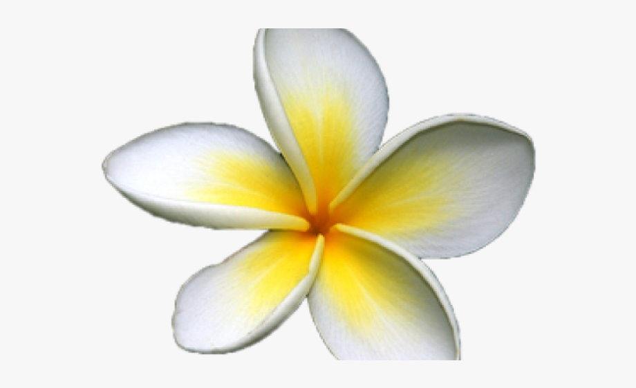 Free Frangipani Clipart Download Free Frangipani Clipart Png Images Free Cliparts On Clipart