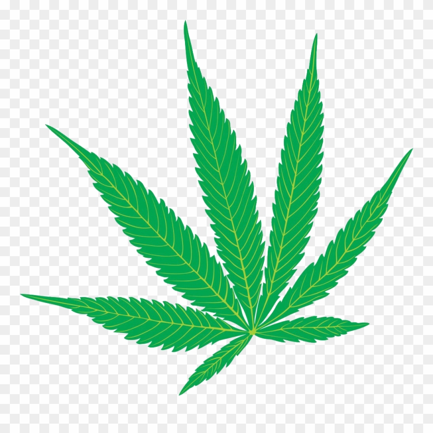 Green cannabis leaf with serrated edges on a transparent background