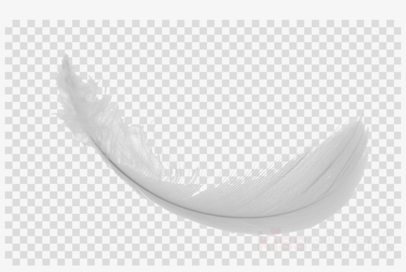 duck feathers cliparts
