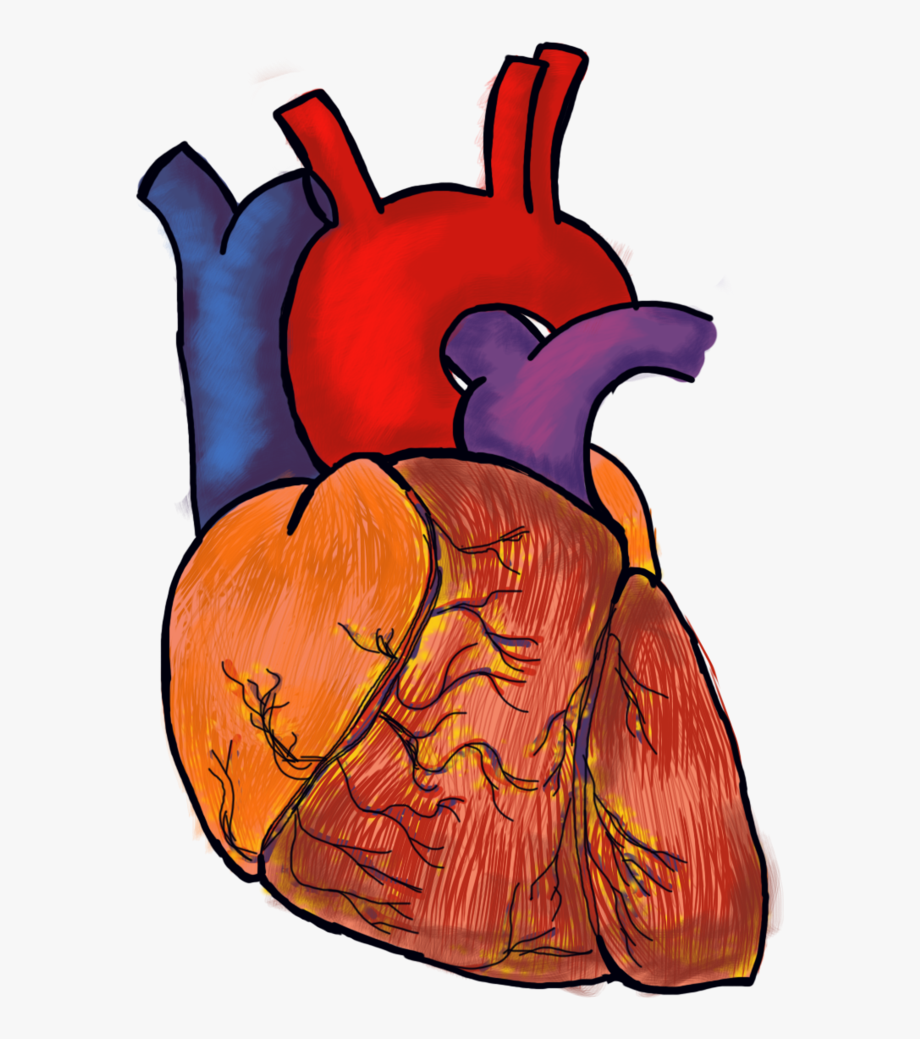 Орган сердце человека рисунок. Человеческое сердце рисунок.