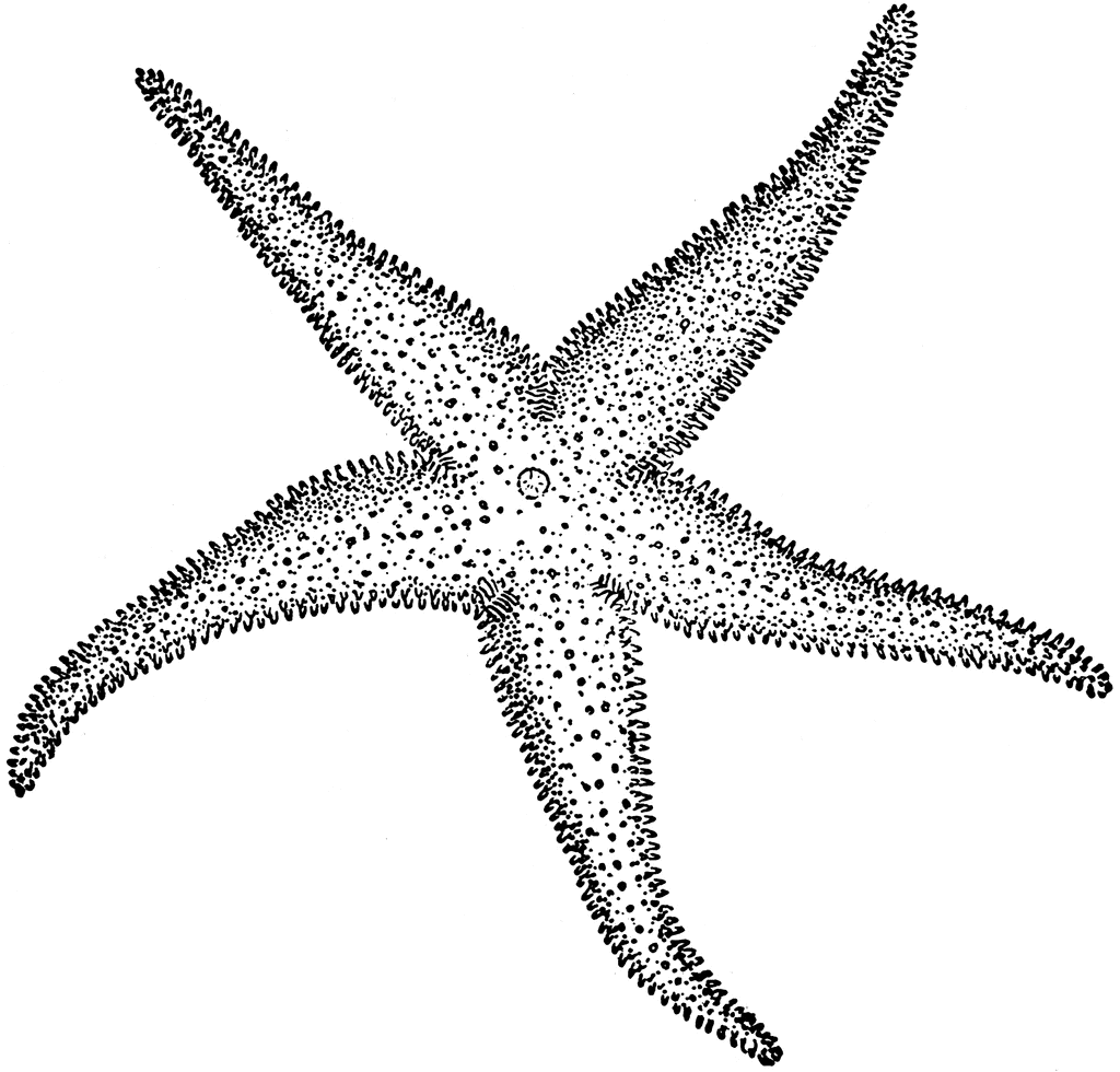 Black and white line drawing of a starfish with five arms, detailed with small dots and textured patterns.