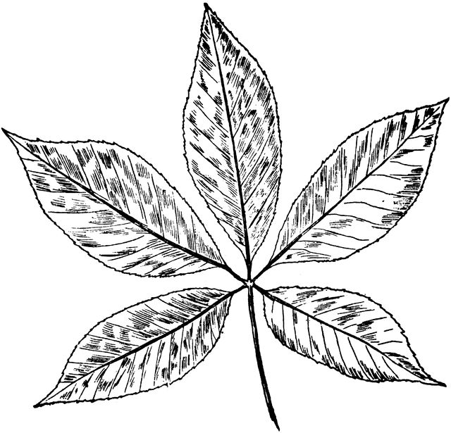 buckeye leaf cliparts