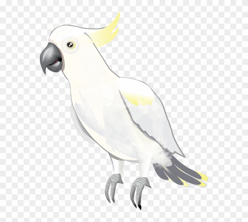 White cockatoo with yellow crest and black beak standing on transparent background