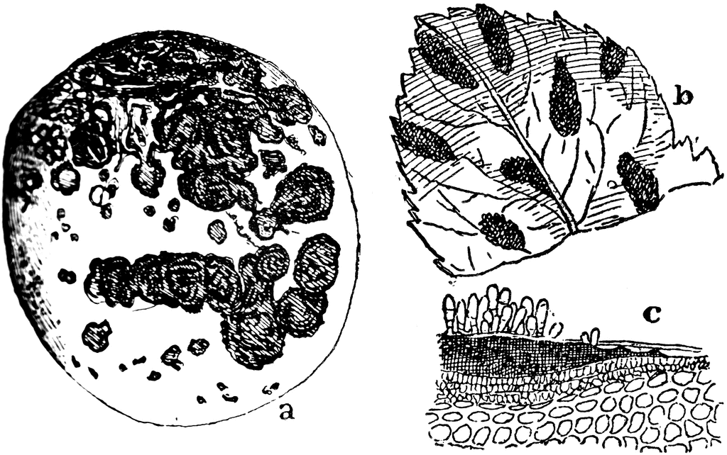 Diagram showing a fungal infection on a leaf, including surface lesions (a), leaf surface with spore clusters (b), and cross-section of leaf tissue with fungal hyphae (c).