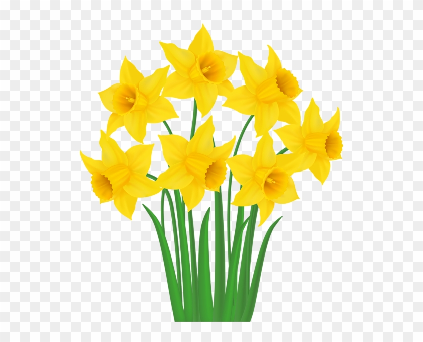 daffodils clipart