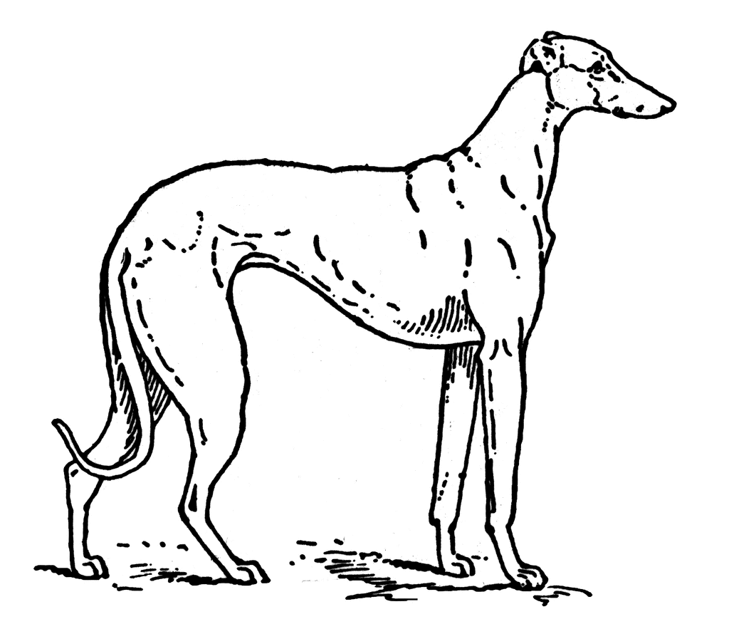 Cartoon Greyhound Clip Art Library