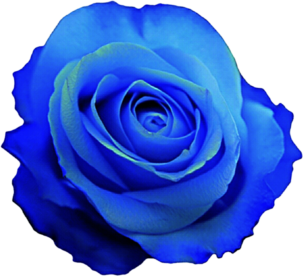 Blue Roses Clipart - Download Premium Png Of Purple Png Roses Flower ...