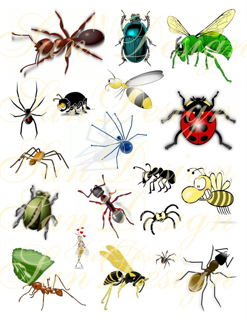 free clipart insects and bugs
