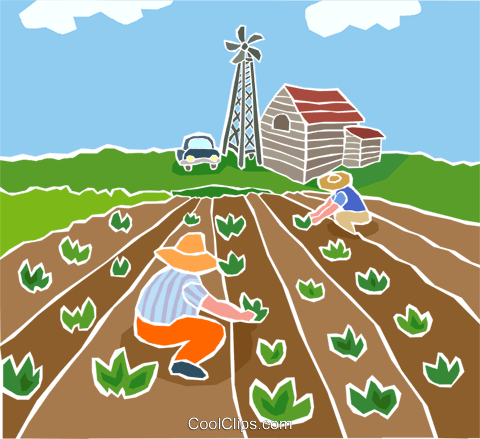 Farmer Planting Rice Clip Art