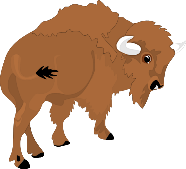 Brown bison with white horns and a shaggy coat standing in profile