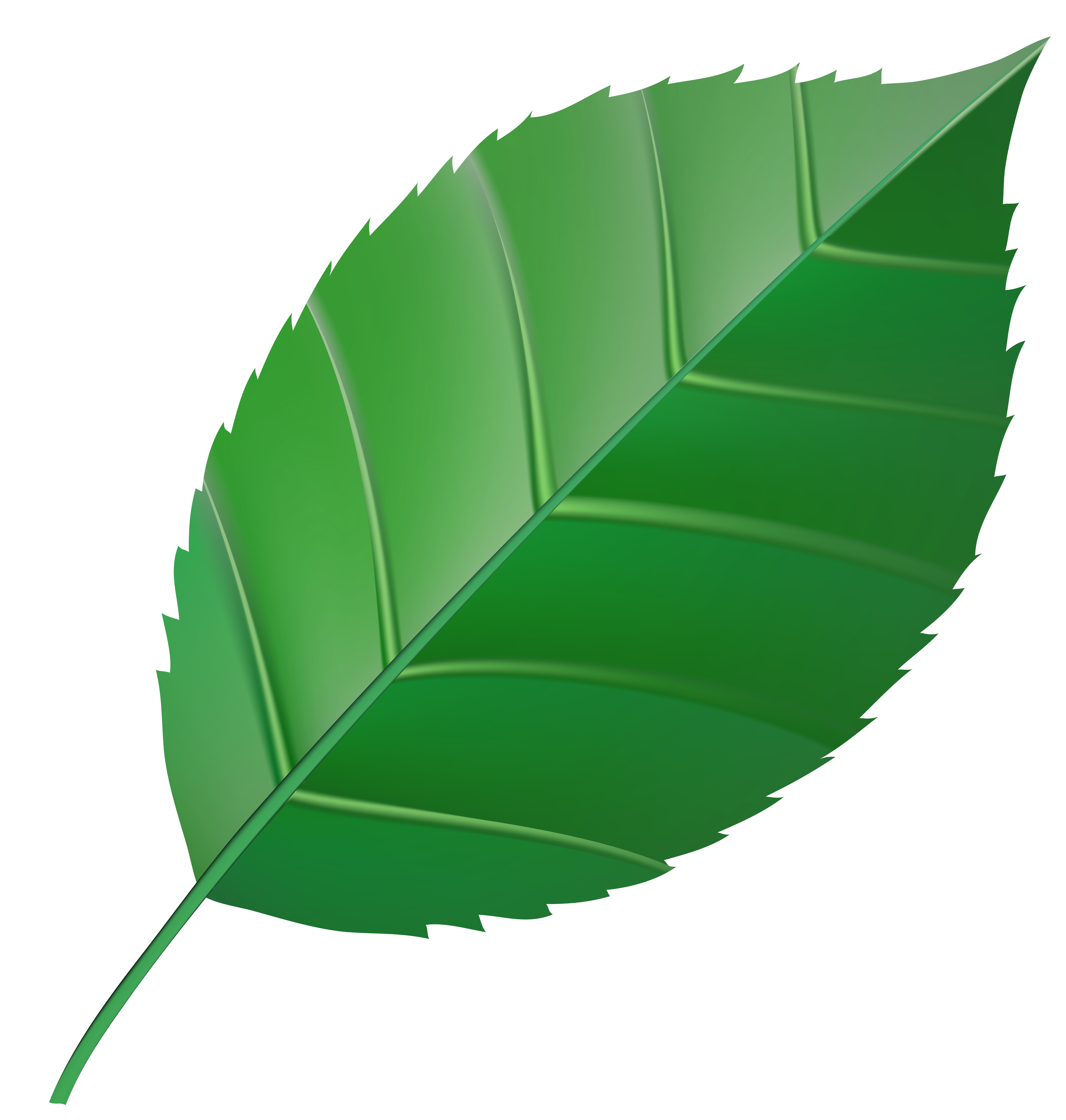 leaf clip art