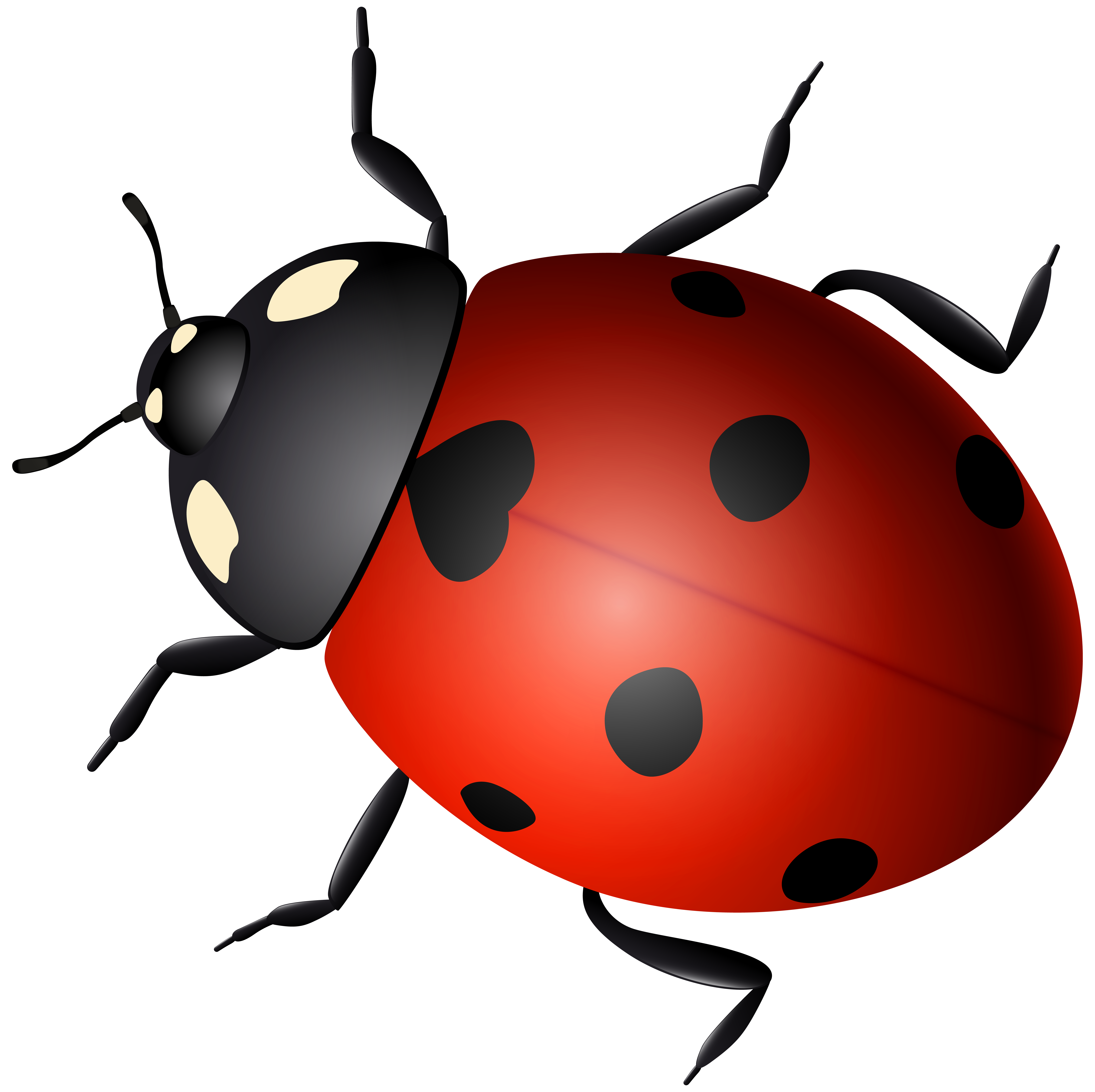 Ladybug Wallpaper Border Love Bug Ladybugs - Papel De Parede De Joaninhas -  Free Transparent PNG Clipart Images Download