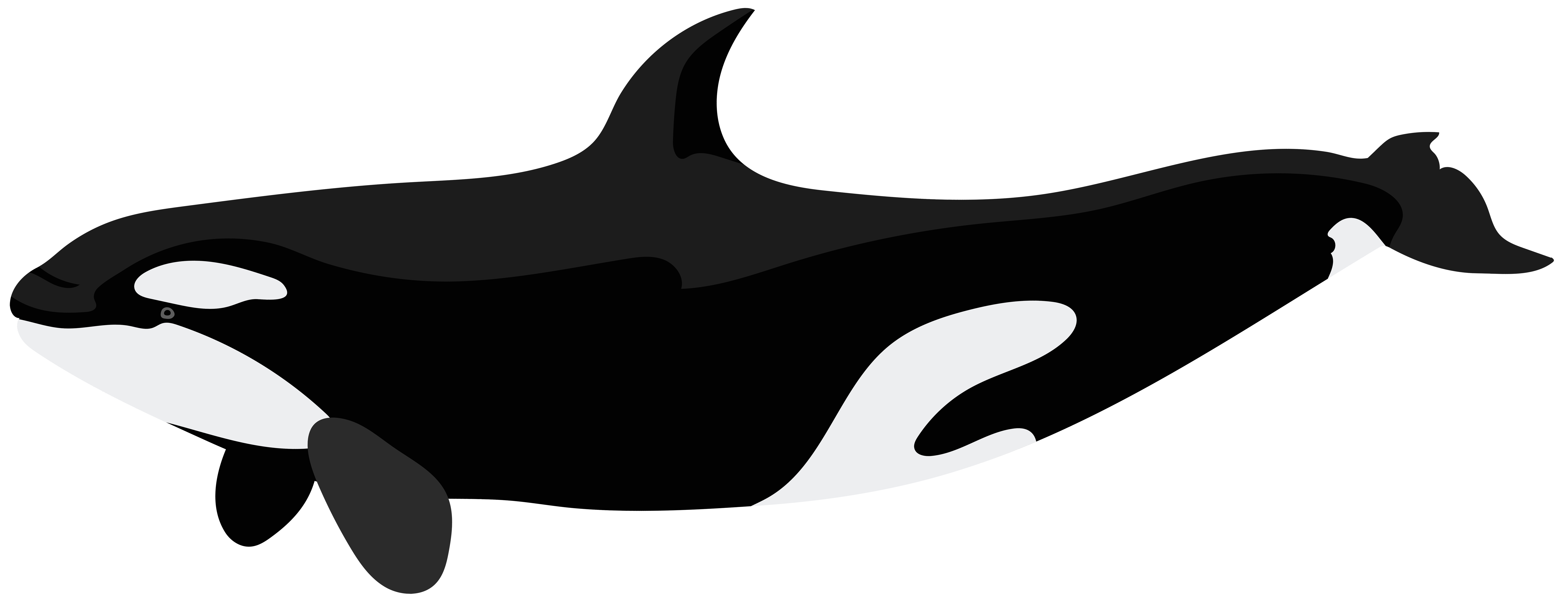 Orcas Clip Art Free Clipart Images 5 Wikiclipart - Riset
