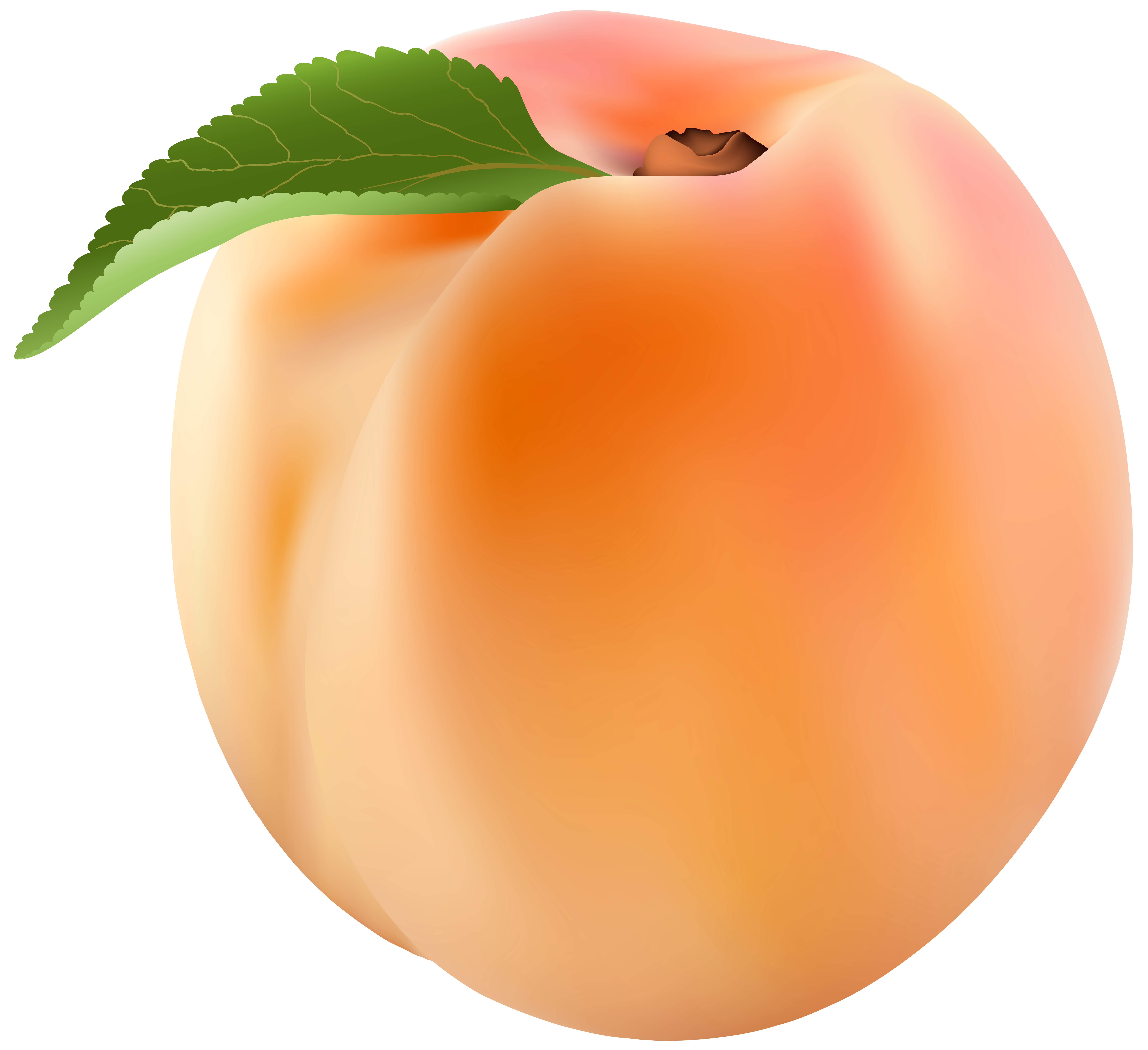 Абрикос png. Нектарин и абрикос. Персик нектарин абрикос. Персик для детей. Персик на белом фоне.