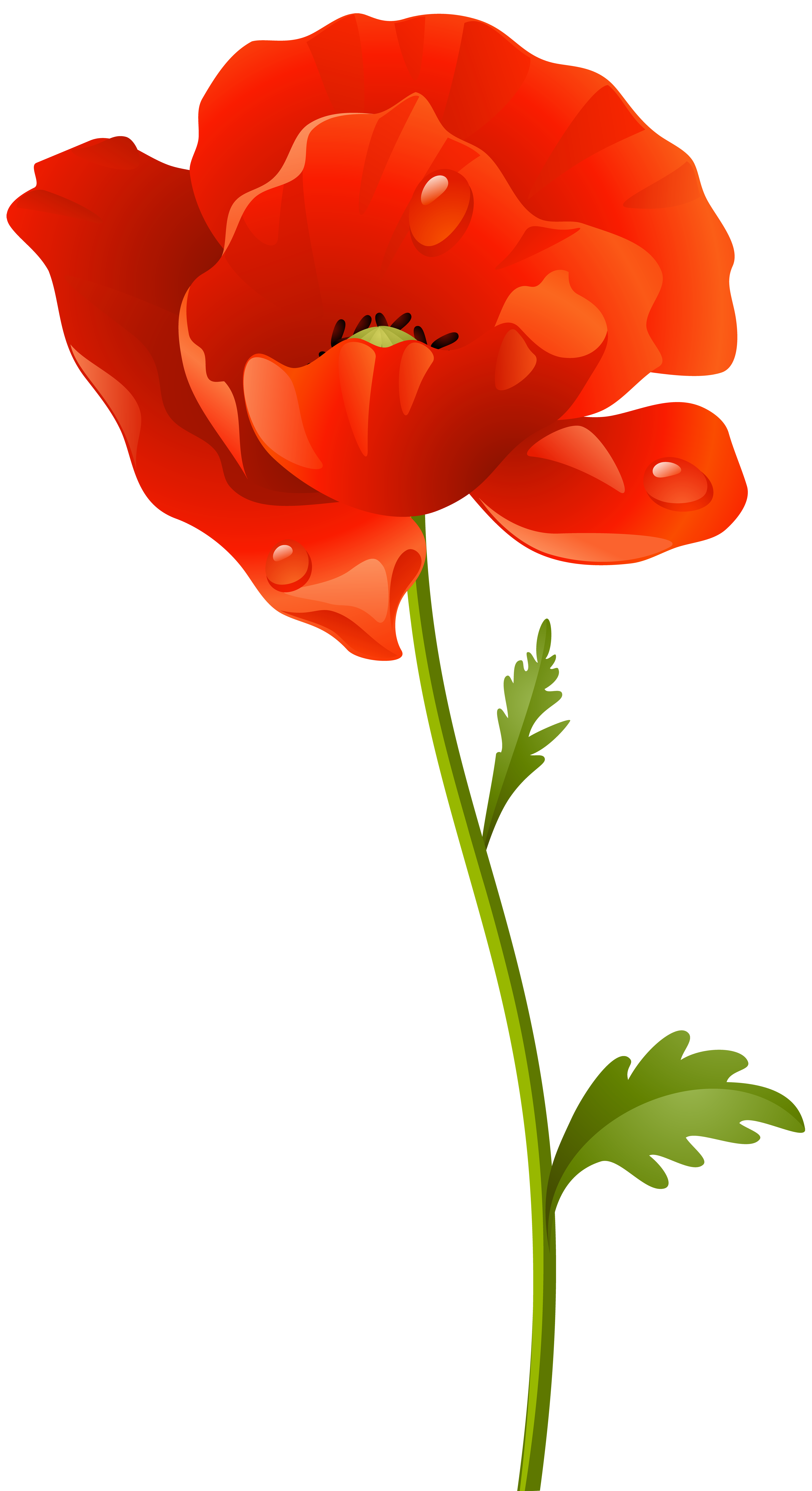 poppy flower clipart png - Clip Art Library