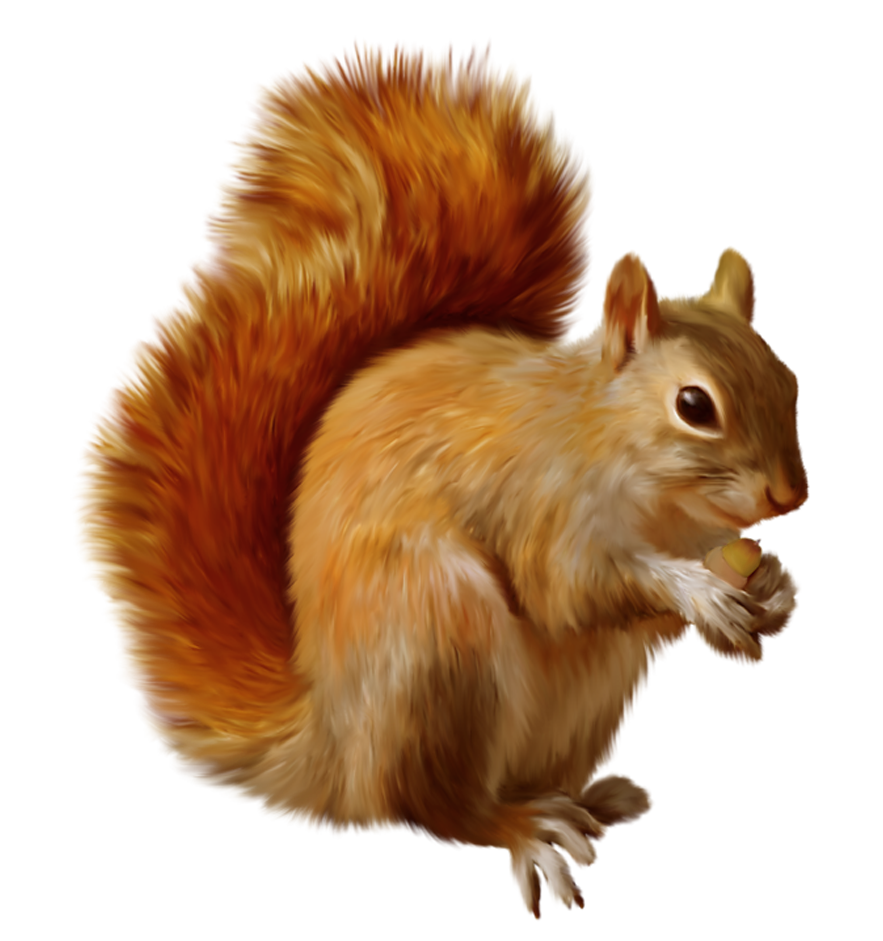 squirrel images clipart