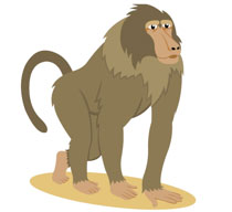 baboon cliparts