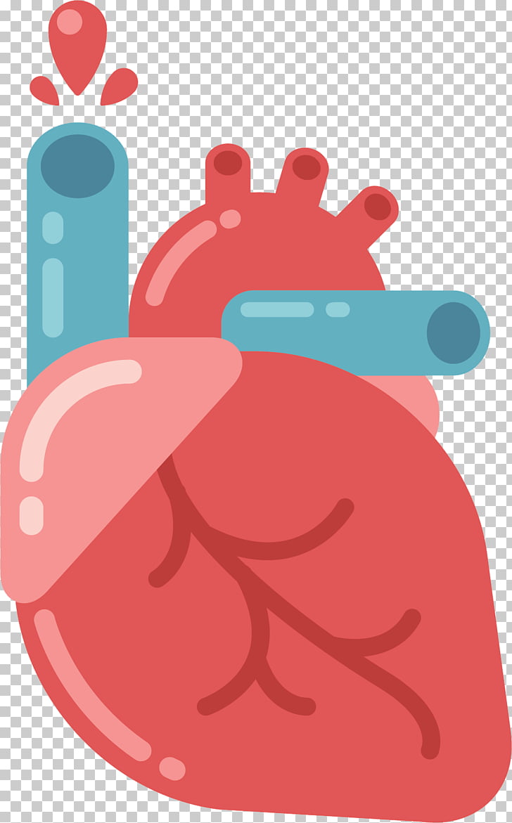 Illustration of a human heart with blood vessels and a drop of blood, representing cardiovascular health.