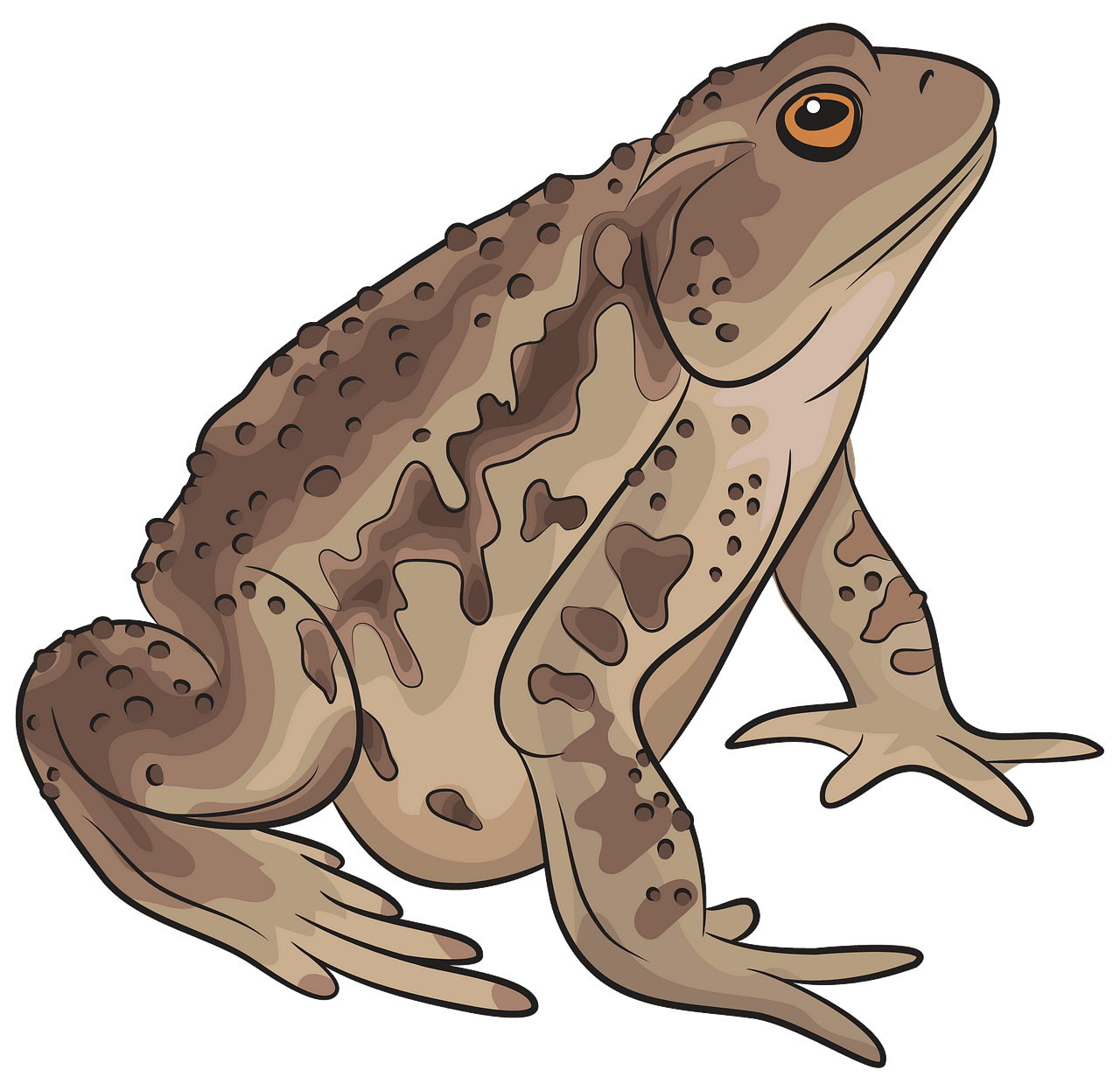 The Tree Frog Toad Clip Art J Png Download 8001000 Fr - vrogue.co