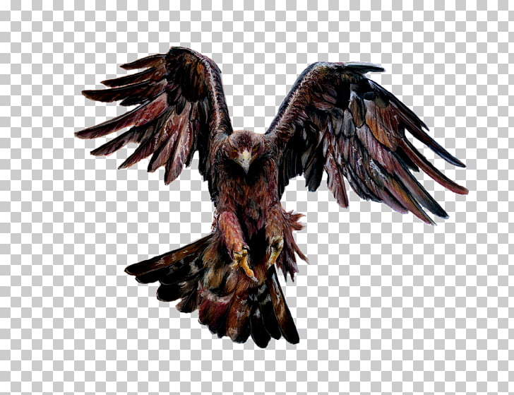 eagles pencil cliparts