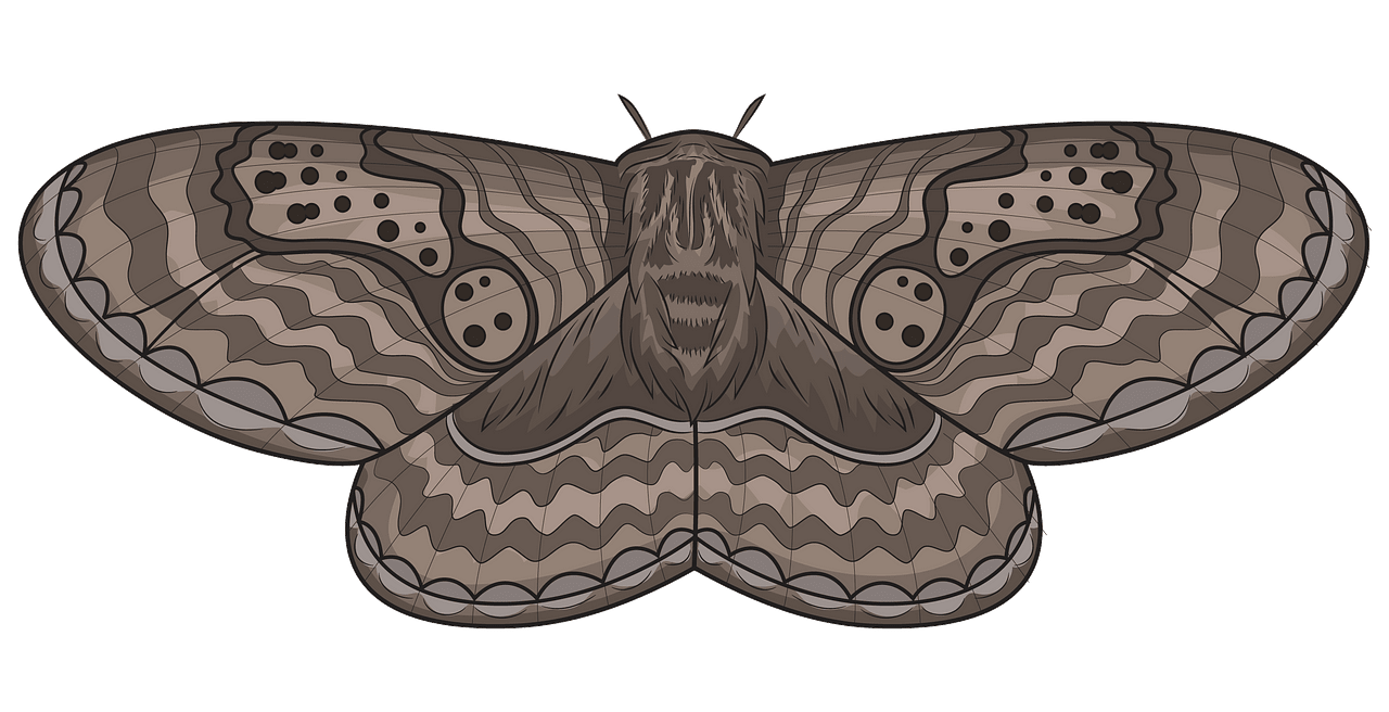 moth clipart - Clip Art Library