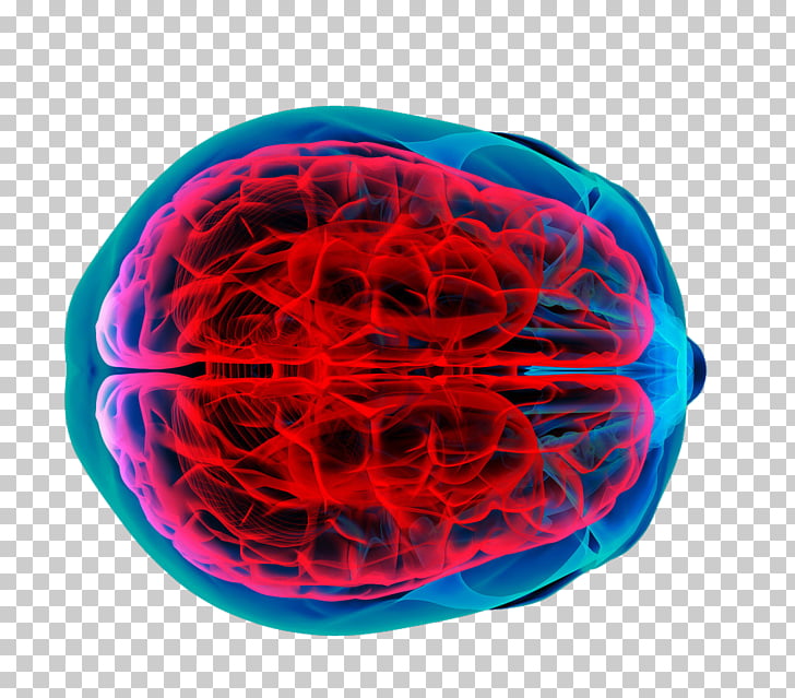 Brain tumor Human brain Brain mapping Cancer, brain perspective 