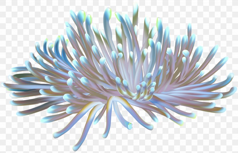 anemone cliparts